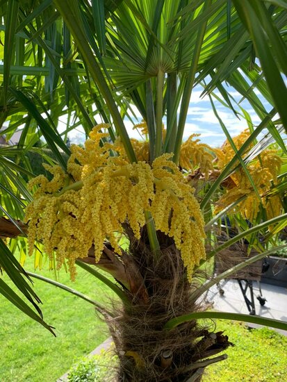 Trachycarpus fortunei - Stamm 40-50 cm - Gesamth&ouml;he 150-170 cm - Topf &Oslash; 37 cm