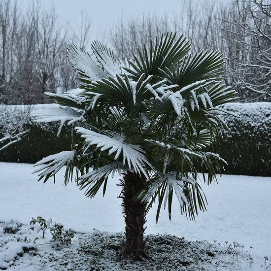 Trachycarpus fortunei - Stamm 40-50 cm - Gesamth&ouml;he 150-170 cm - Topf &Oslash; 37 cm