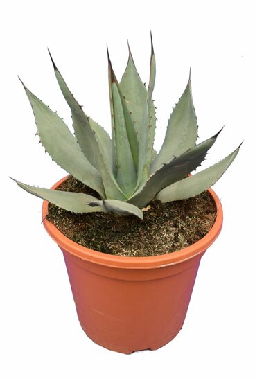 Agave neomexicana - Topf &Oslash; 26 cm