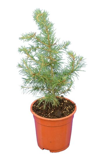 Cedrus libani - Topf &Oslash; 17 cm