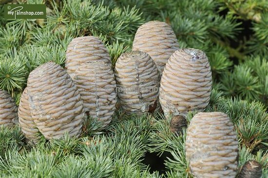 Cedrus libani - Topf &Oslash; 17 cm