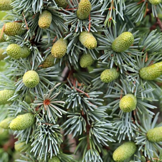 Cedrus atlantica glauca