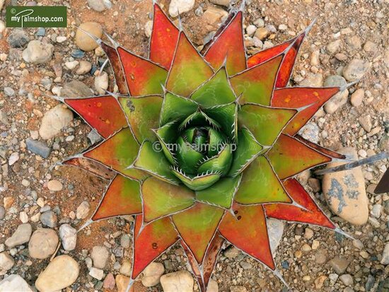 Agave montana