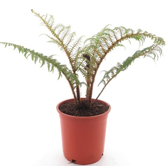 Cyathea tomentosissima Highland Lace