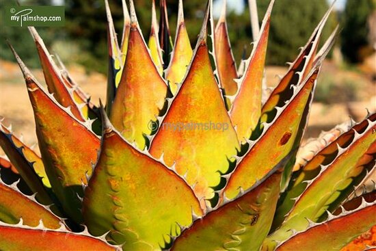 Agave montana