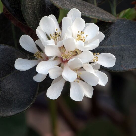 Rhaphiolepis umbellata