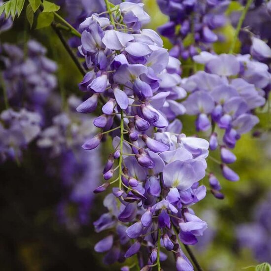 Wisteria sinensis flower cluster