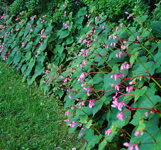 Begonia grandis