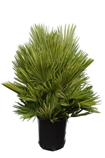 Chamaerops humilis Vulcano - Topf &Oslash; 30 cm