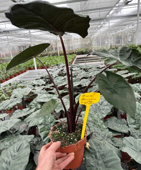 Alocasia sarawakensis Yucatan princess