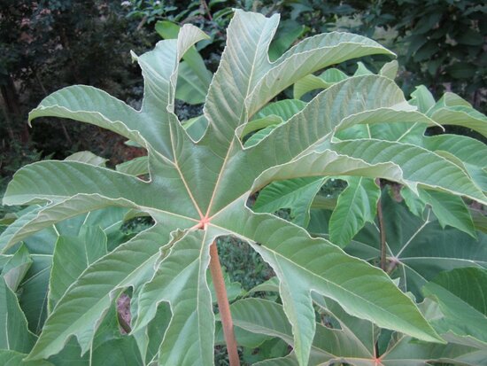 Tetrapanax papyrifera - Topf &Oslash; 21 cm