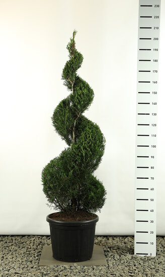 Cupressocyparis leylandii Spirale extra - Gesamth&ouml;he 200-225 cm [Palette]