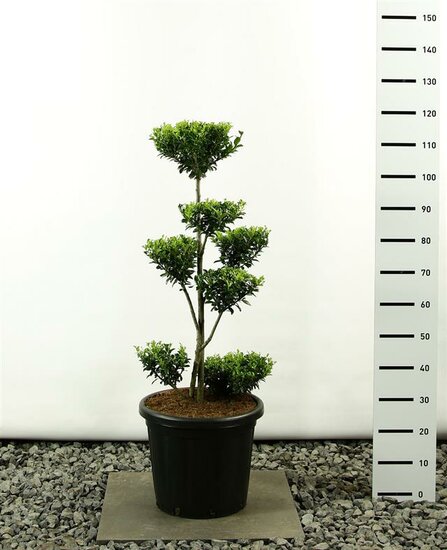 Ilex maximowicziana kanehirae Multiplateau extra - Gesamth&ouml;he 125-150 cm - Topf 20 ltr