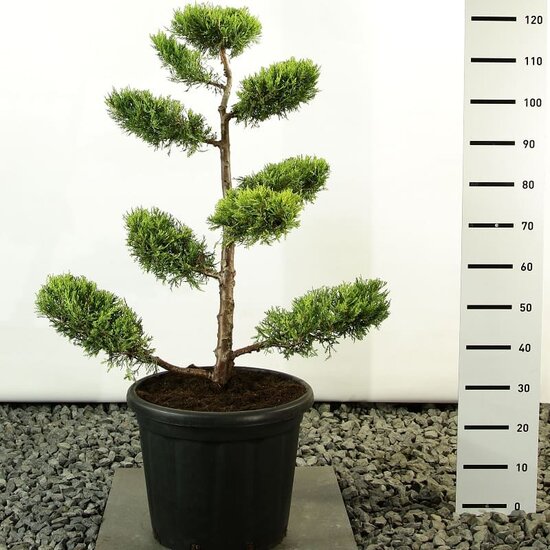 Juniperus chinensis Kuriwao Gold multiplateau - Gesamth&ouml;he 100-125 cm - Topf 20 ltr