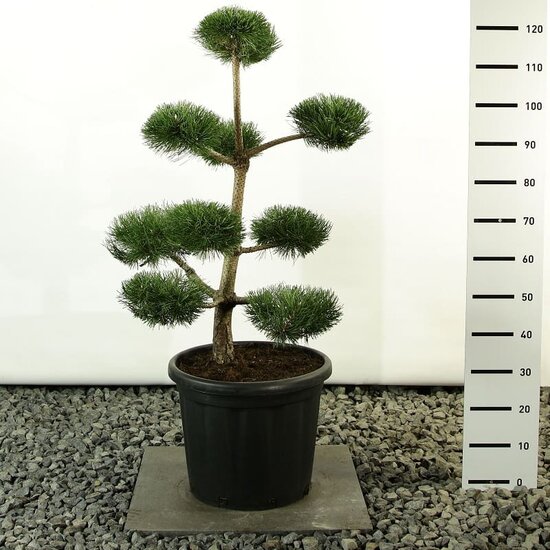 Pinus nigra var. nigra multiplateau extra