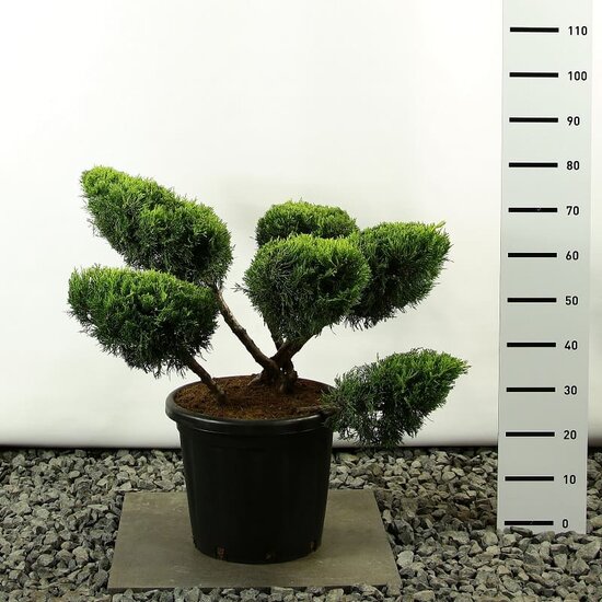 Juniperus media Old Gold multiplateau extra - Gesamth&ouml;he 100-125 cm - Topf 20 ltr