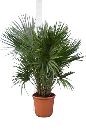 Chamaerops humilis pot &Oslash; 40 cm