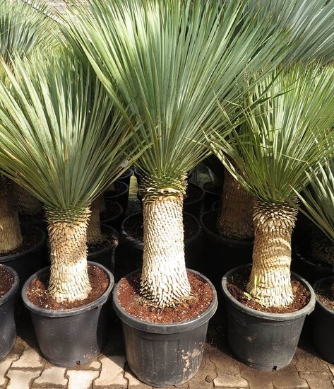 Yucca rostrata