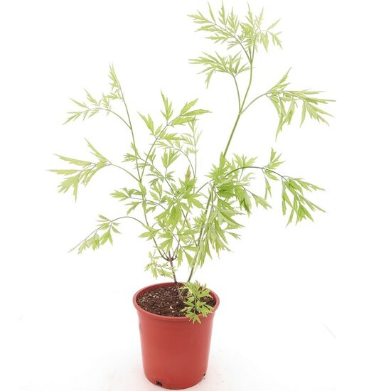 Sambucus nigra Golden Tower