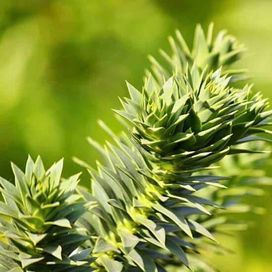 Araucaria araucana leaf