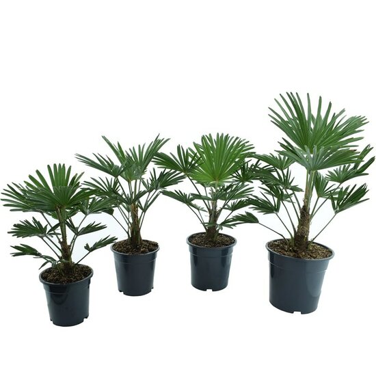 Trachycarpus wagnerianus 4 sizes