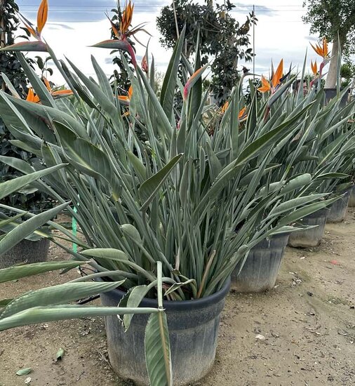 Strelitzia reginae