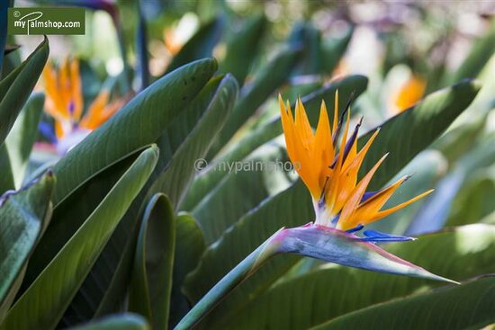 Strelitzia reginae