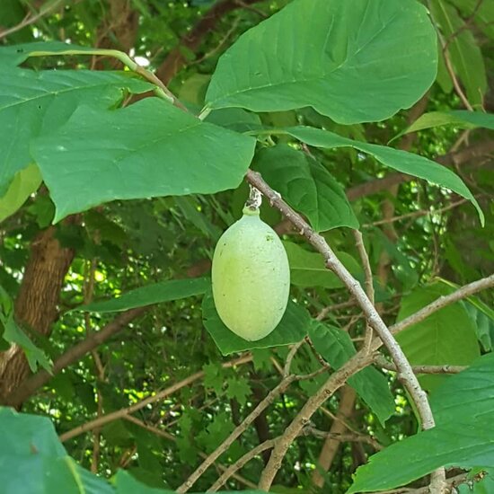 Asimina triloba Sunflower