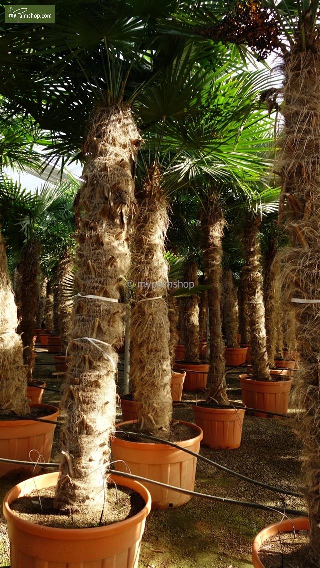 MyPalmShop Stamm 140-160 Trachycarpus - cm fortunei