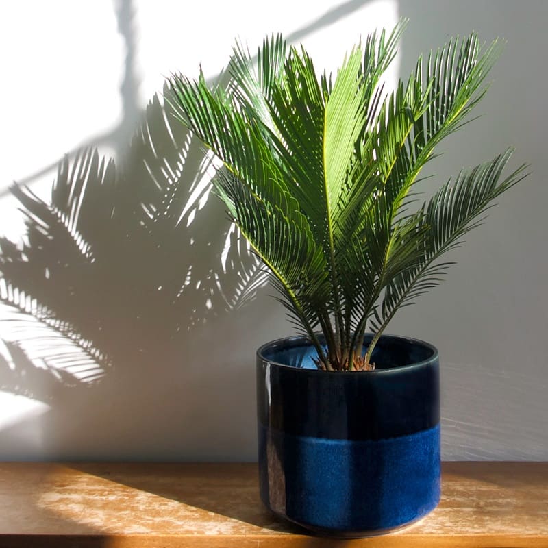 Der Einfluss von Licht auf Cycas revoluta: Wie sorgt man für die richtige Lichtmenge?