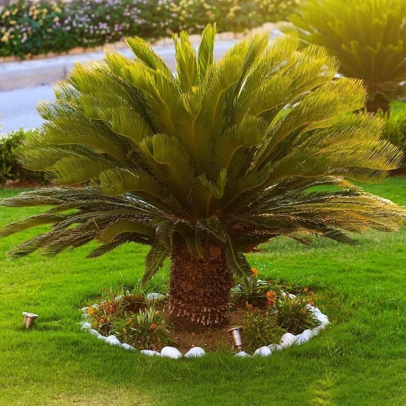 Großer Cycas hot revoluta, Sagopalmfarn