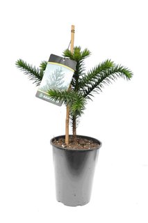 Gruner Garten Im Winter Kaufen Sie Eine Araucaria Mypalmshop Mypalmshop