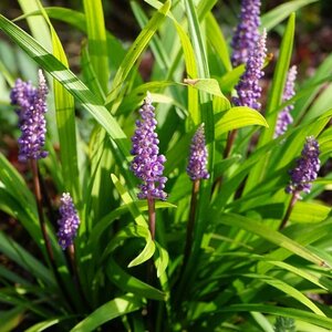 Blühende Pflanzen » Zimmer & - Garten MyPalmShop kaufen