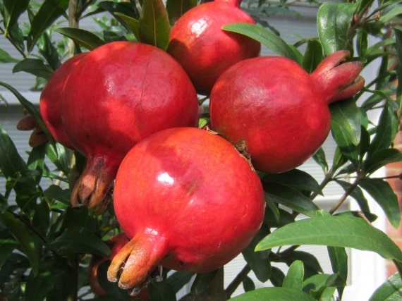 Granatapfel