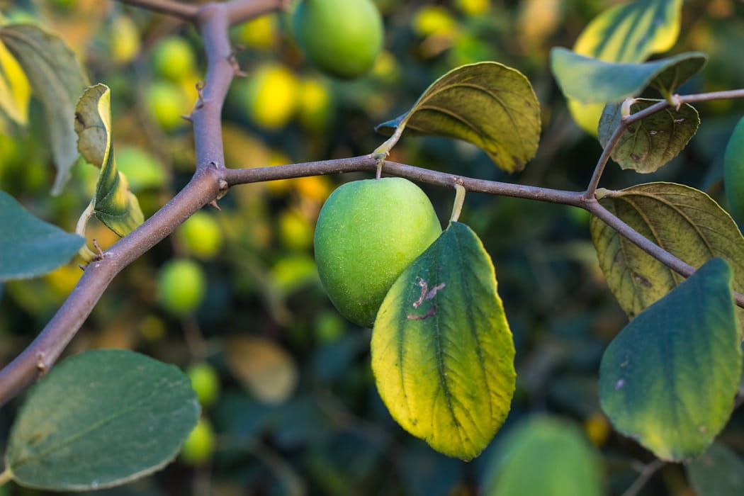 Obstbaum