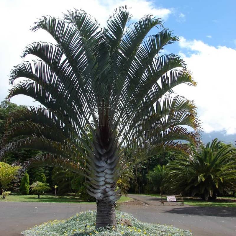 Dypsis decaryi