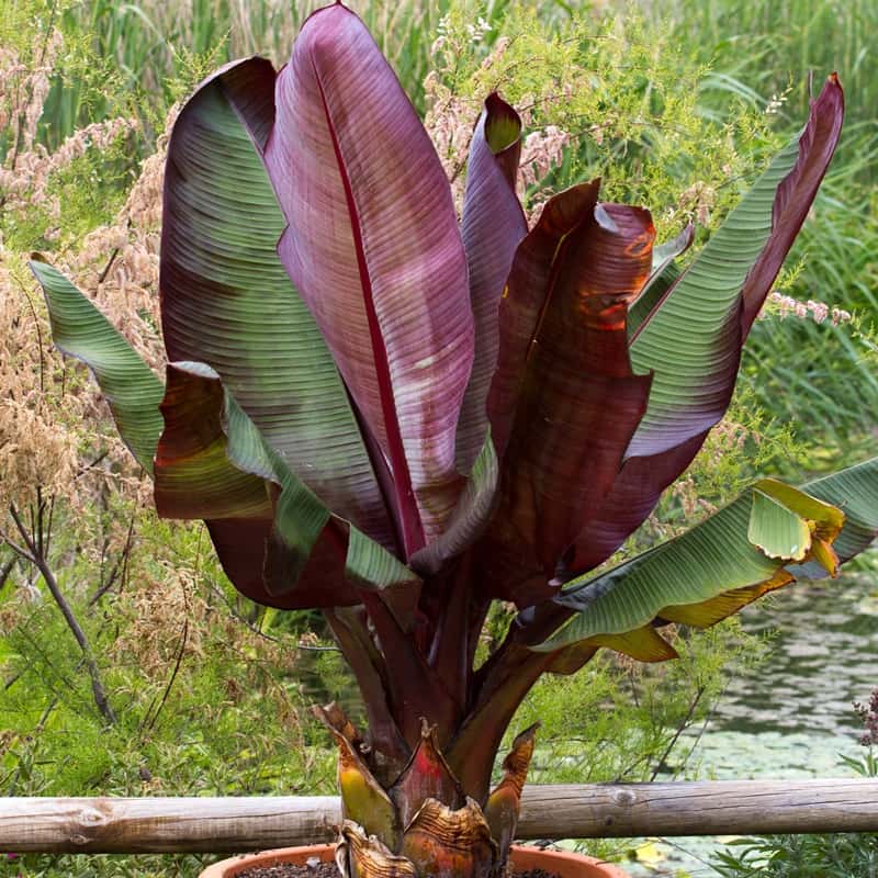 Ensete maurelli