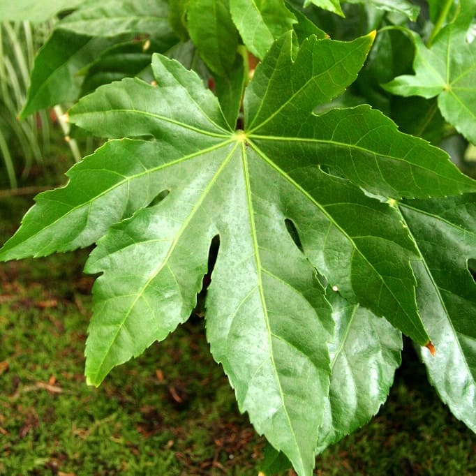 Fatsia