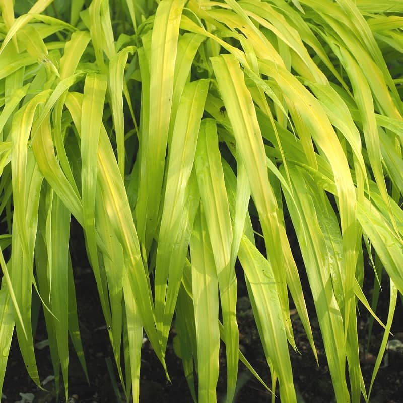 Hakonechloa