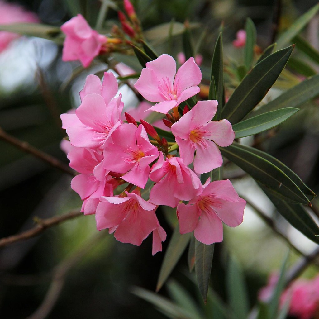 Nerium oleander