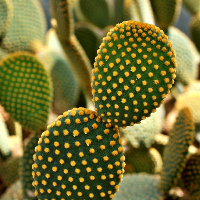 Opuntia