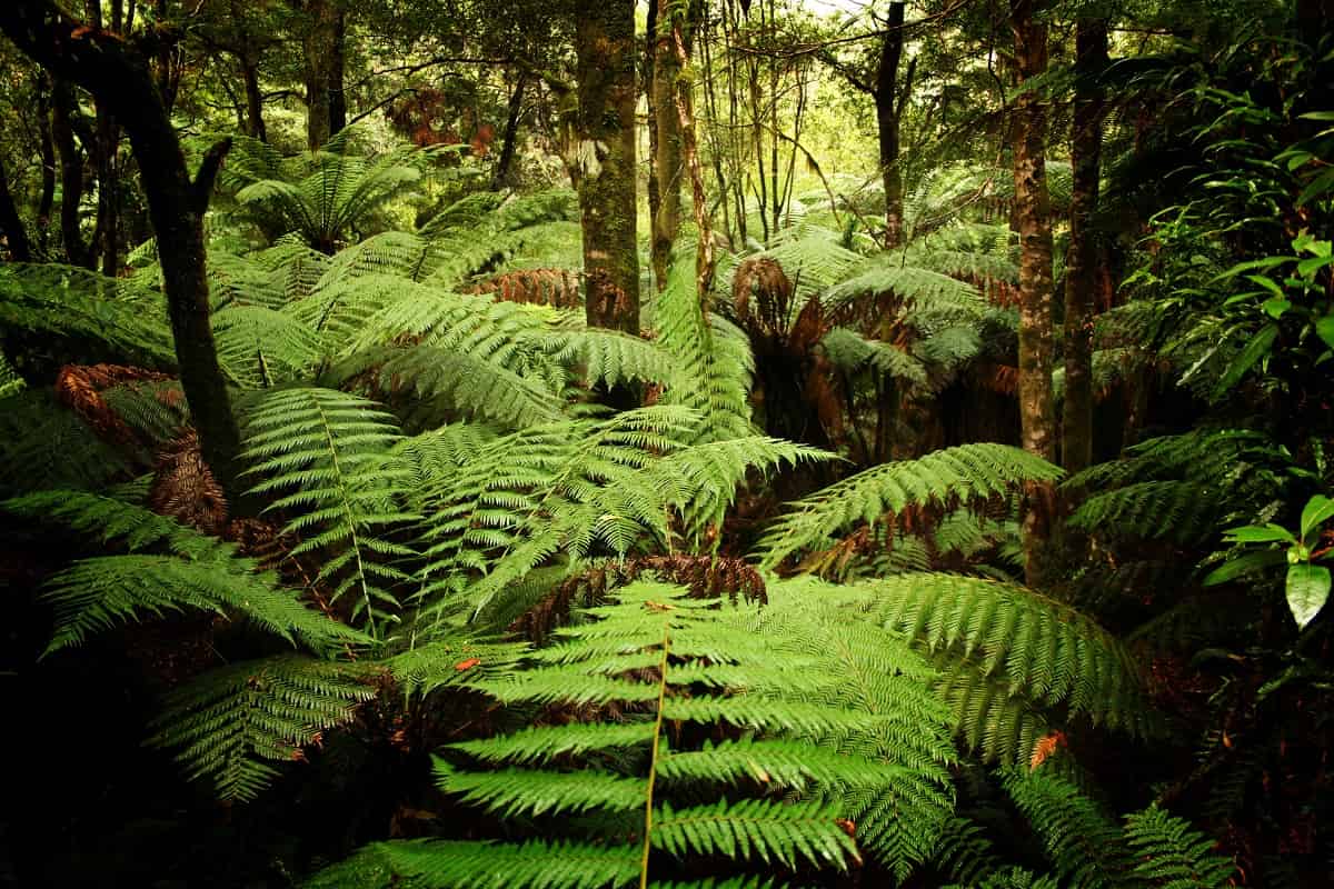 Schaduw - Fern Dicksonia - Nothofagus Antarctica