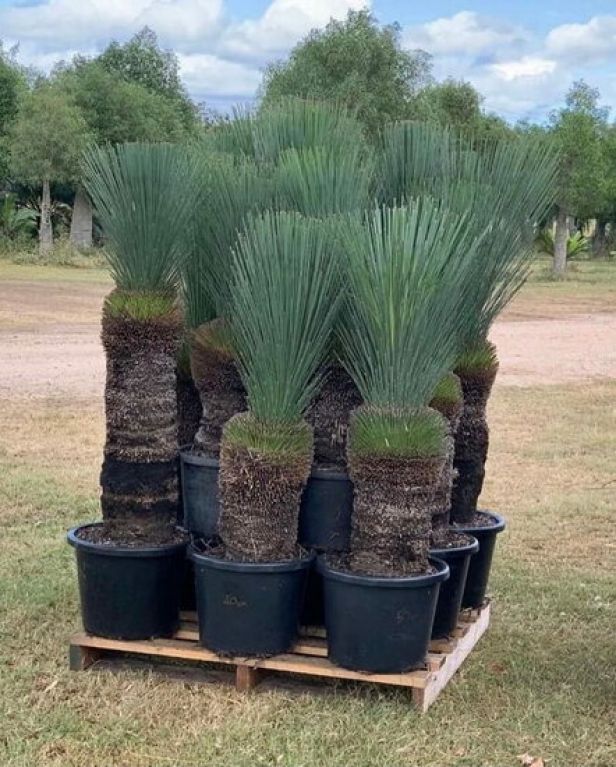 Xanthorrhoea glauca