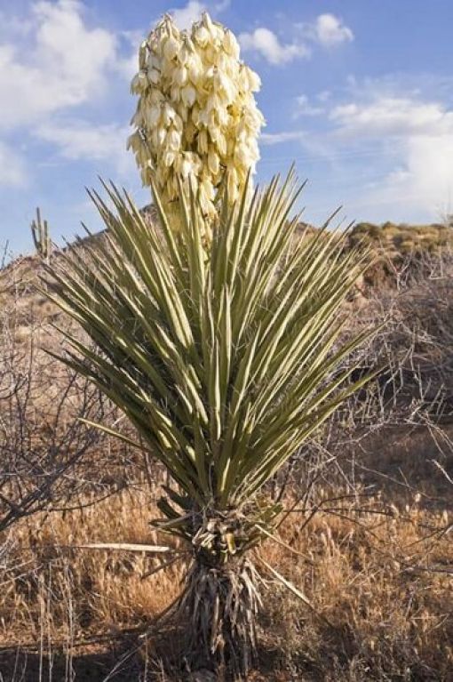 Yucca baccata