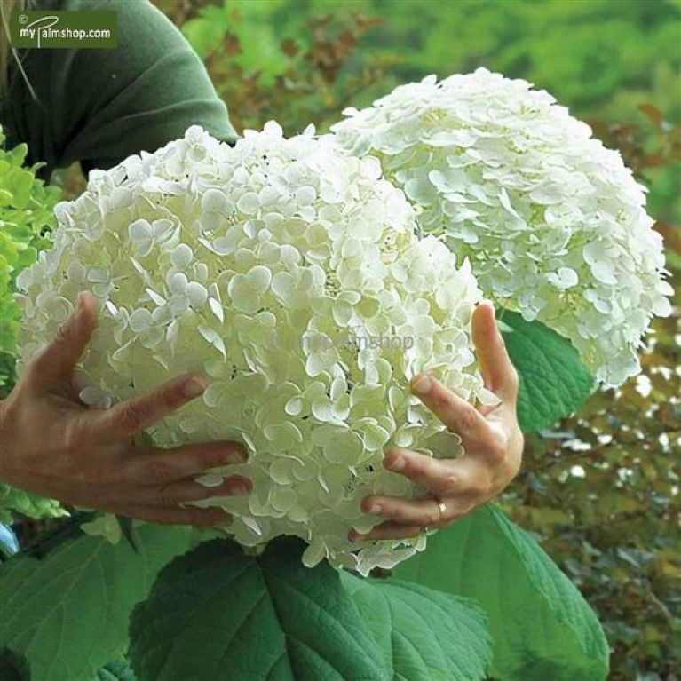 Hydrangea arborescens Strong Annabelle