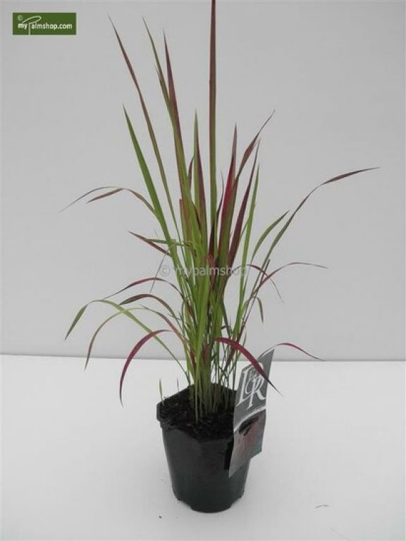 Imperata cylindrica Red Baron