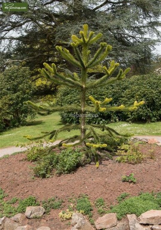 Araucaria araucana