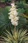 Yucca gloriosa Variegata